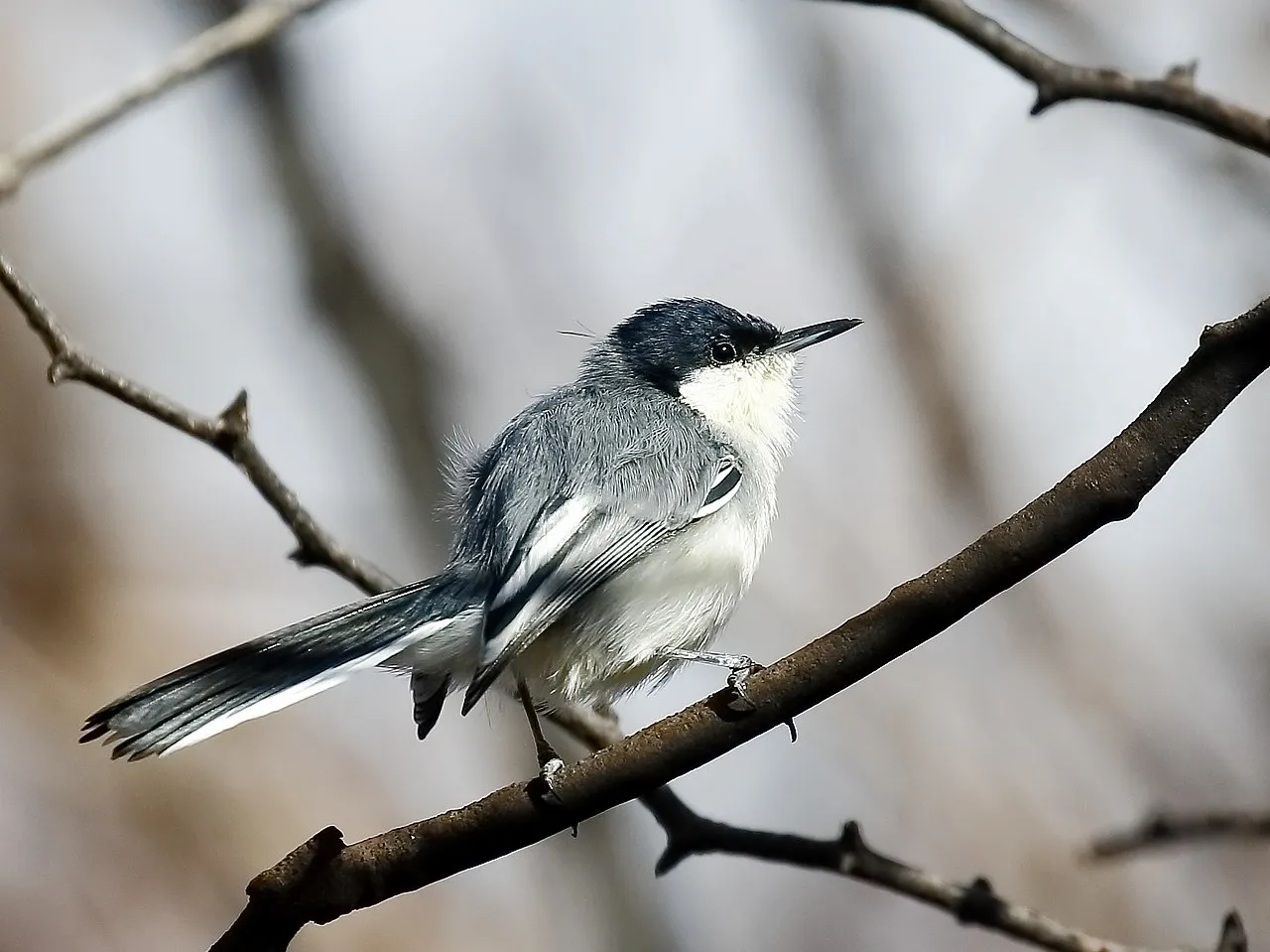 El daño genotóxico en aves. Ejemplar de Polioptila plumbea, una de las especies analizadas en la investigación / Foto: Wikimedia Commons