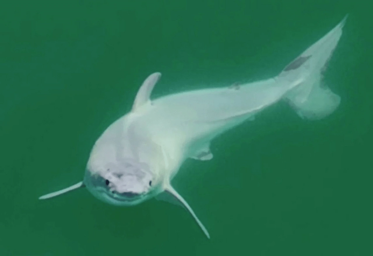 Tiburón blanco recién nacido, filmado frente a la costa de California, cerca de Santa Bárbara