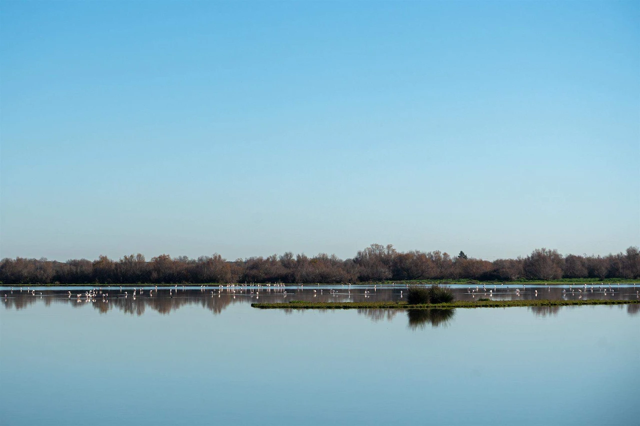 Parque Natural de Doñana. España ya ha perdido más del 60% de sus humedales / Foto: Francisco J. Olmo - EP