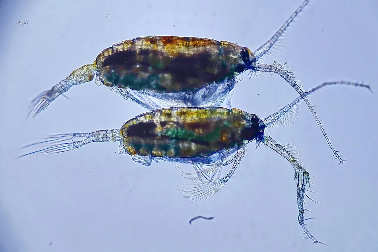 Un pequeño crustáceo, 'Pontella mediterranea' / Foto: IEO