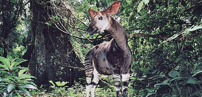 Ejemplar de okapi, el pariente más cercano de la jirafa. Especie extinguida / Foto: WWF