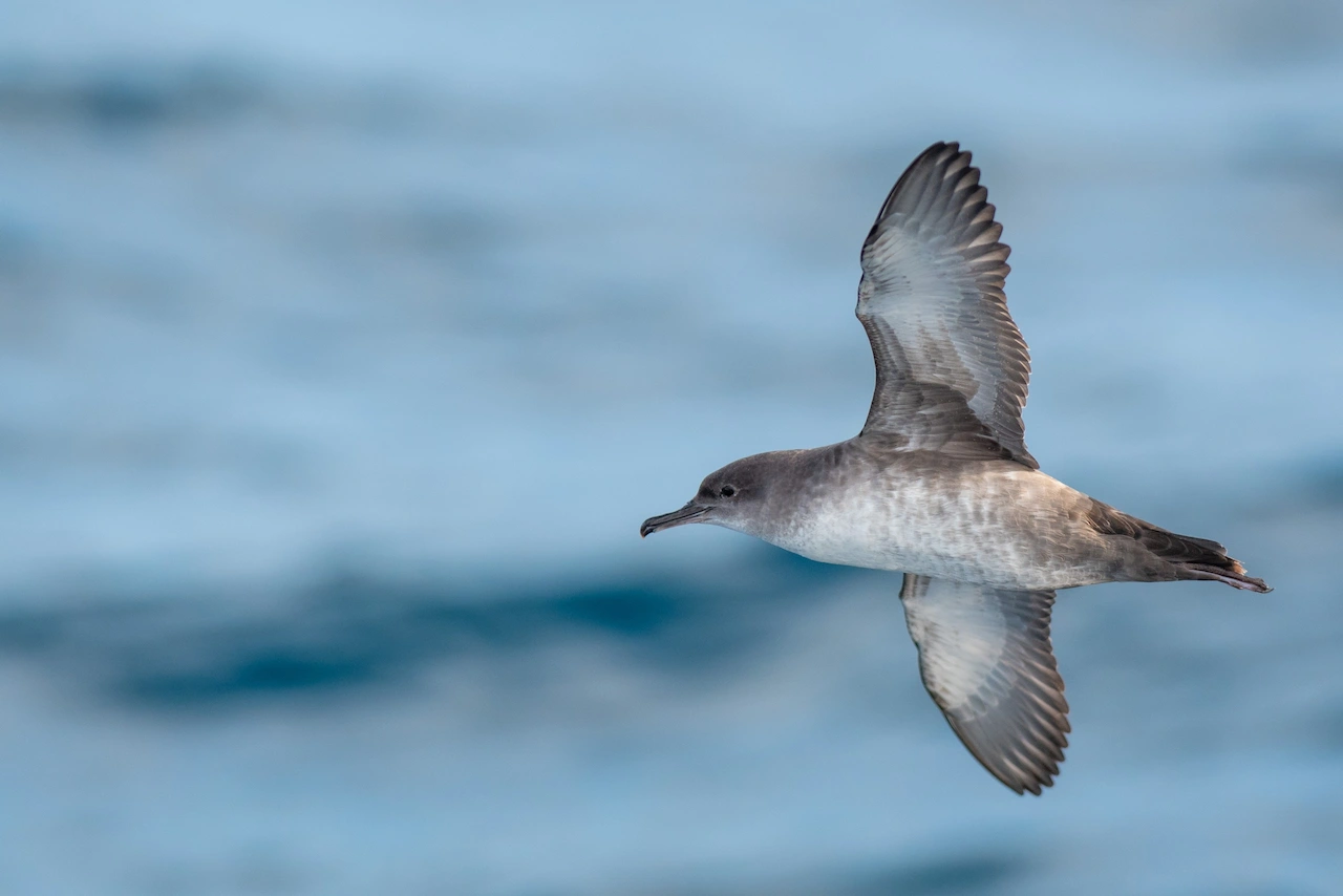 La pardela balear, el ave marina más amenazada / Foto: Seo/BirdLife