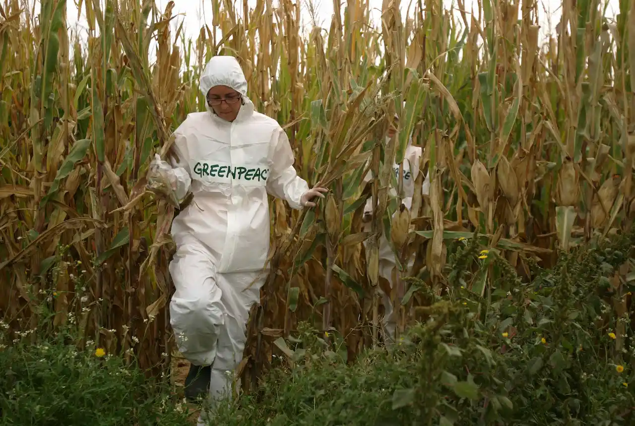 Greenpeace lamenta el anuncio de la CE de relajar las restricciones al uso de plaguicidas / Foto: Greenpeace