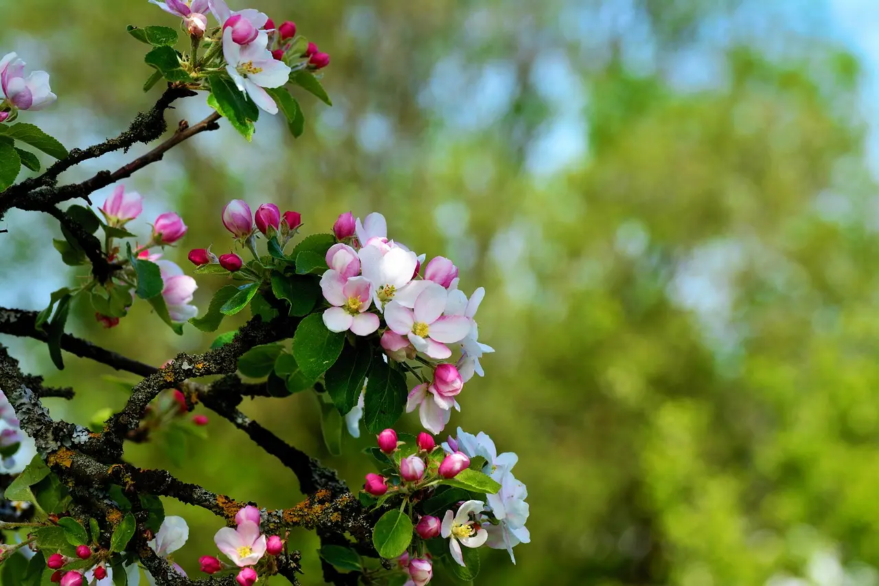 Consecuencias de la floración más temprana. Frutales menos productivos. Manzano en flor / Foto: PB