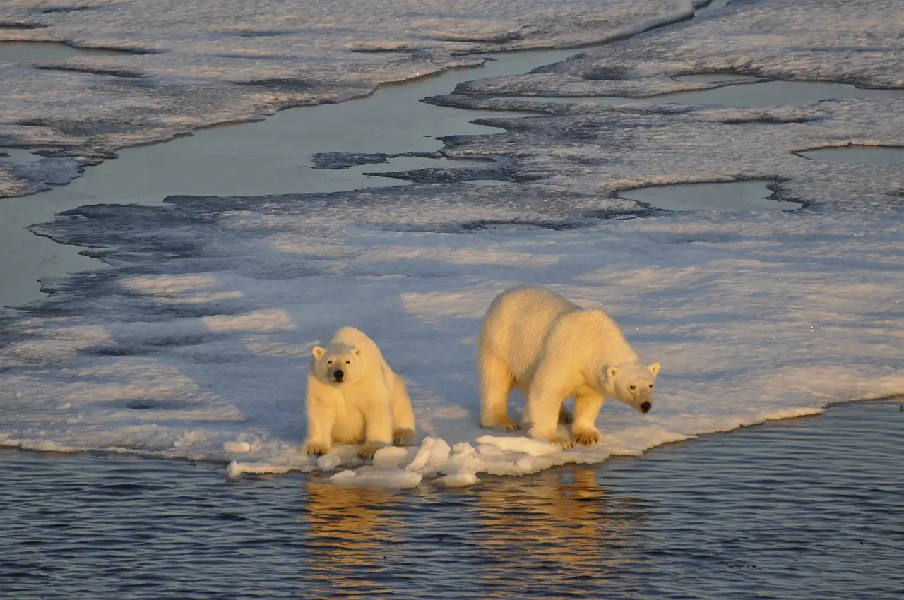 Los veranos más largos pondrán en riesgo a los osos polares / Foto: PB