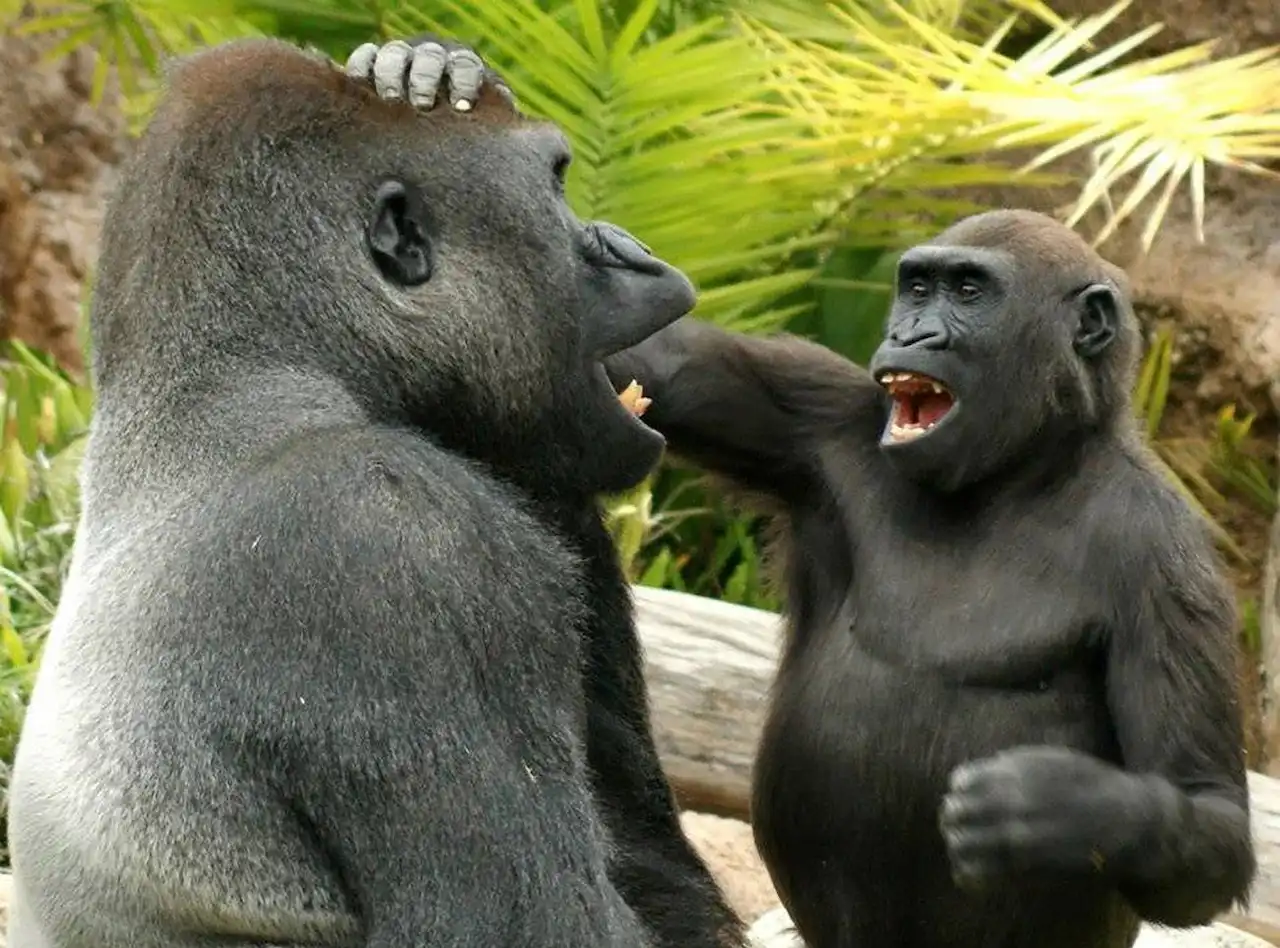 El sentido del humor de los simios / Foto: SINC