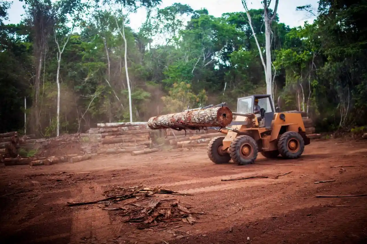 El punto de inflexion crÍtico al que se acerca la selva amazónica. Deforestación / Foto: SINC