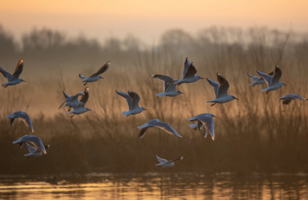 El papel de las gaviotas en la dispersión de plásticos / Foto: PB