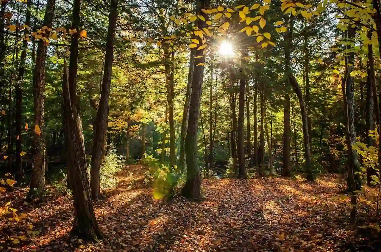 Bosques Vivos: lucha contra la deforestación importada / Foto: Fundación COPADE