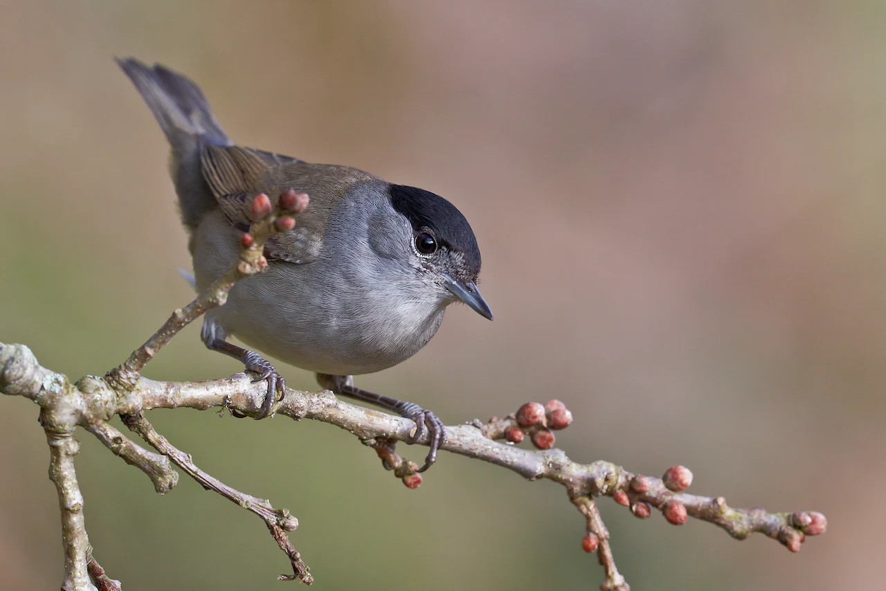 Guía SEO/BirdLife de las aves de Santander. Curruca capirotada  / Foto: SEO/BirdLife