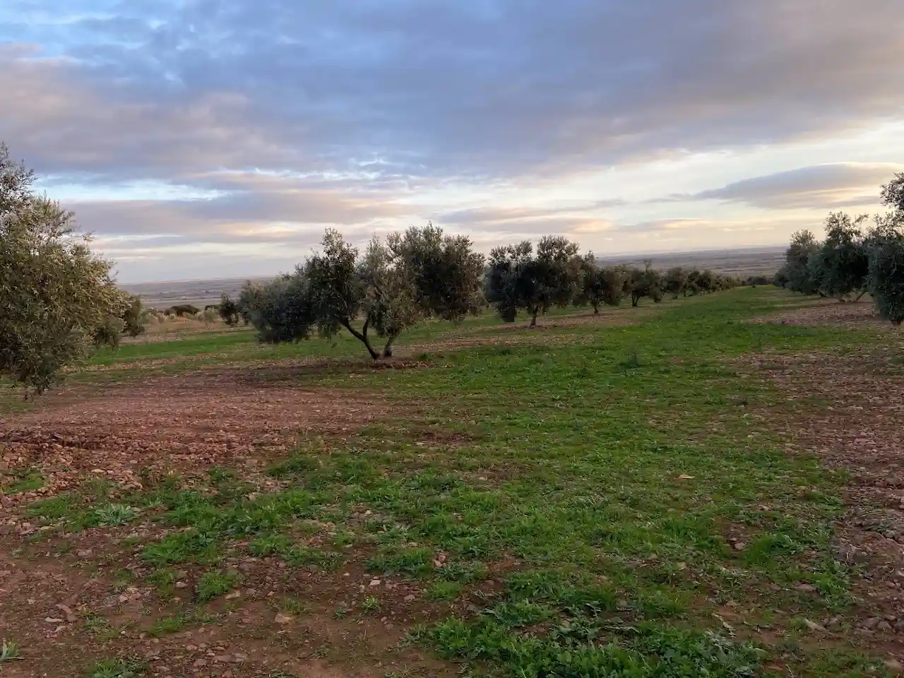 Olivar con cubierta herbácea en Castilla-La Mancha. La PAC debe atender mejor a la biodiversidad y a los agricultores / Foto: SEO/BirdLife
