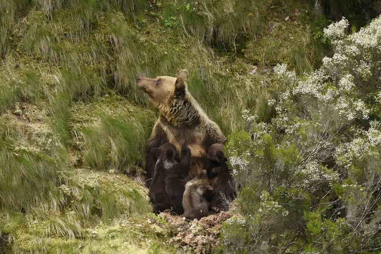 Las osas pardo evitan el infanticidio manteniendo las oseras cerca a su área de apareamiento / Foto: Fundación Oso Pardo