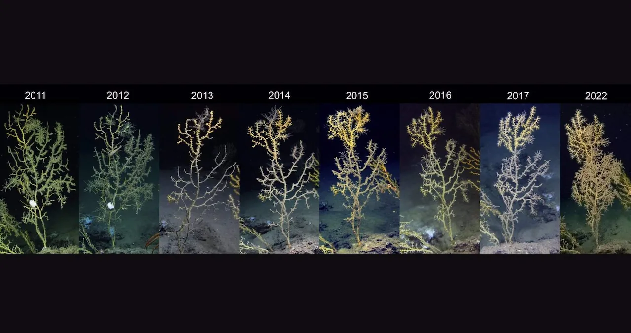 Los corales de aguas profundas en el Golfo de México después de la catástrofe DeepWater / Foto: /NOAA