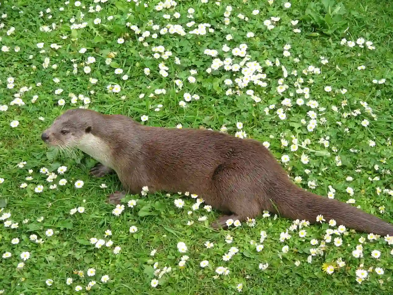 Un corredor ecológico para evitar más atropellos de ejemplares de nutria 'Lutra lutra' / Foto: Wikimedia