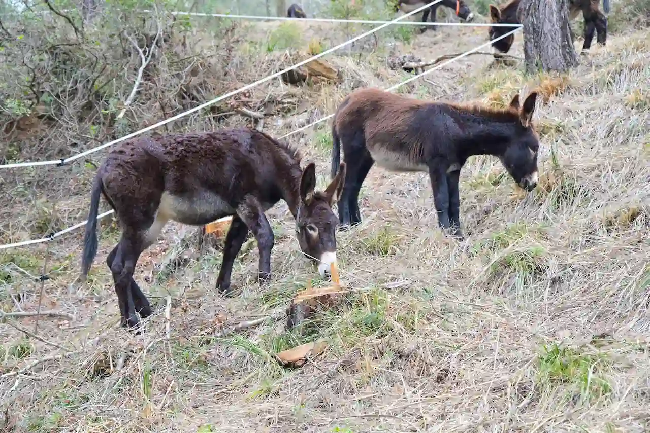 Burros pastan en las montañas del Baix (Barcelona) como parte del proyecto pilot Life AgroForAdapt / Foto: Albert Canalejo-AMB