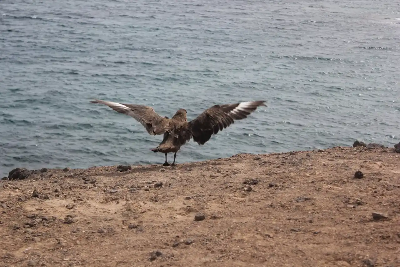 Gripe Aviar contamina aves en la Antártida. Ejemplar de págalo / Foto: EP