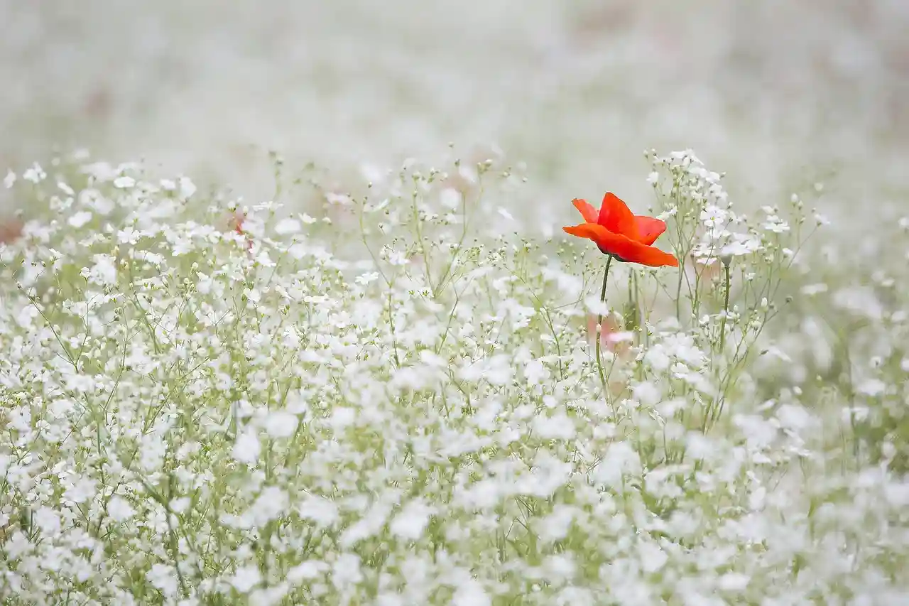 Imagen del Día mundial de la Vida Silvestre / Foto: PB