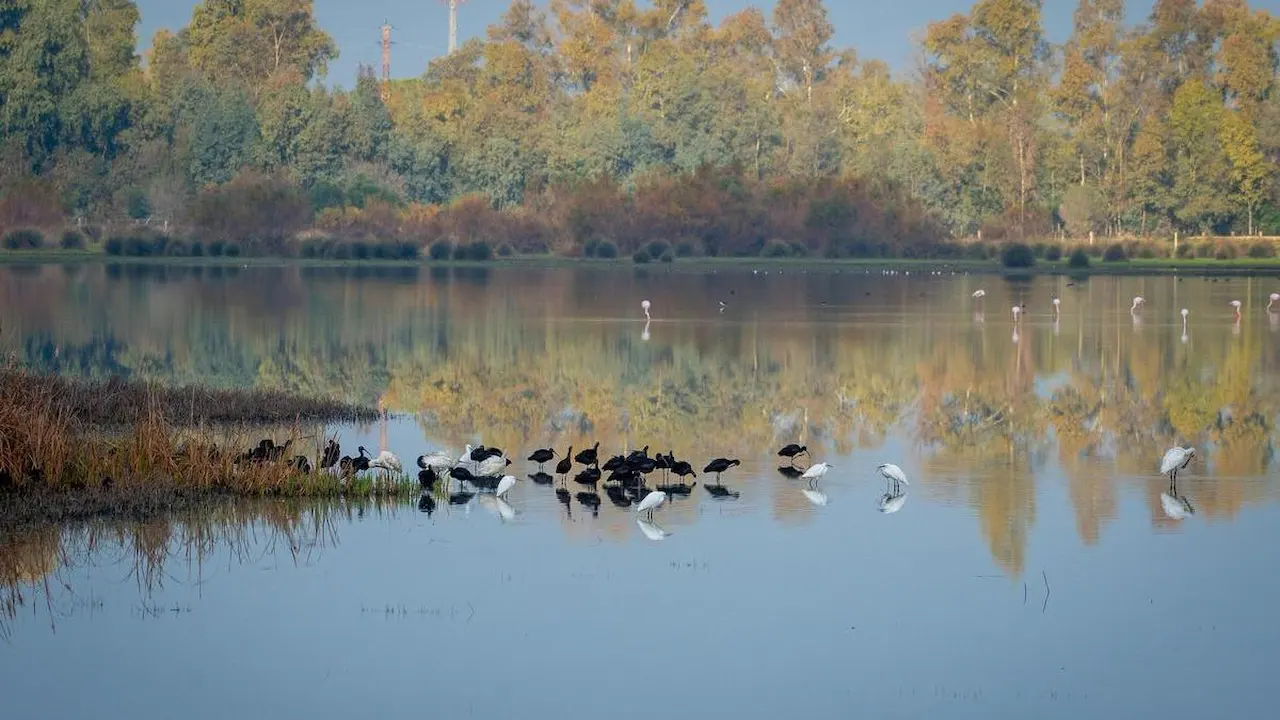 Se aprueba la Ley de Restauración de la Naturaleza de la UE / Foto: EP