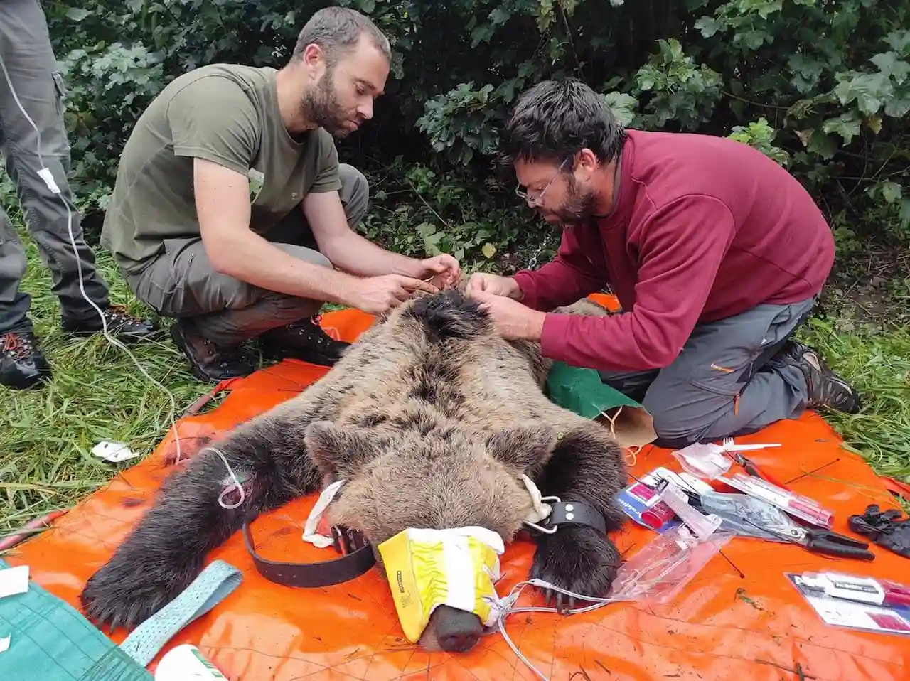 Radiomarcaje de ejemplar de oso pardo en Castilla y Leon / Foto: EP