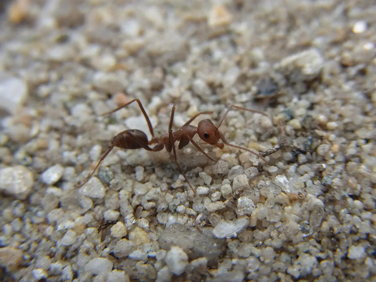 La orientación de las hormigas del desierto. Hormiga 'Cataglyphis nodus' / Foto:  Wikimedia Commons