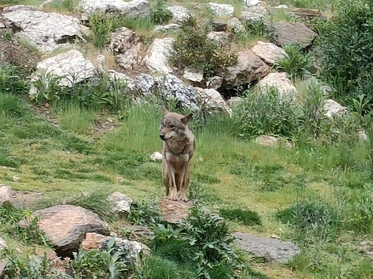 La protección del lobo amenazada por Von Der Leyen / Foto: EP