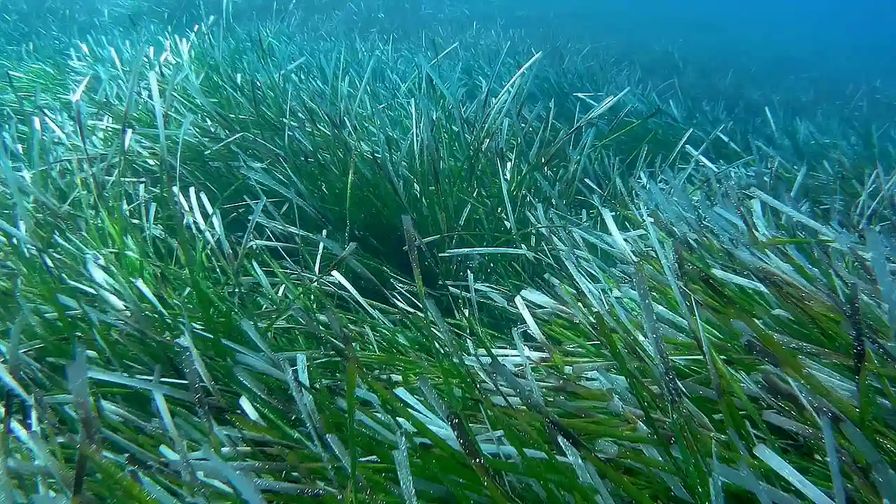 La pérdida de pastos marinos y la subida del mar en el Golfo de México / Foto: Wikipedia