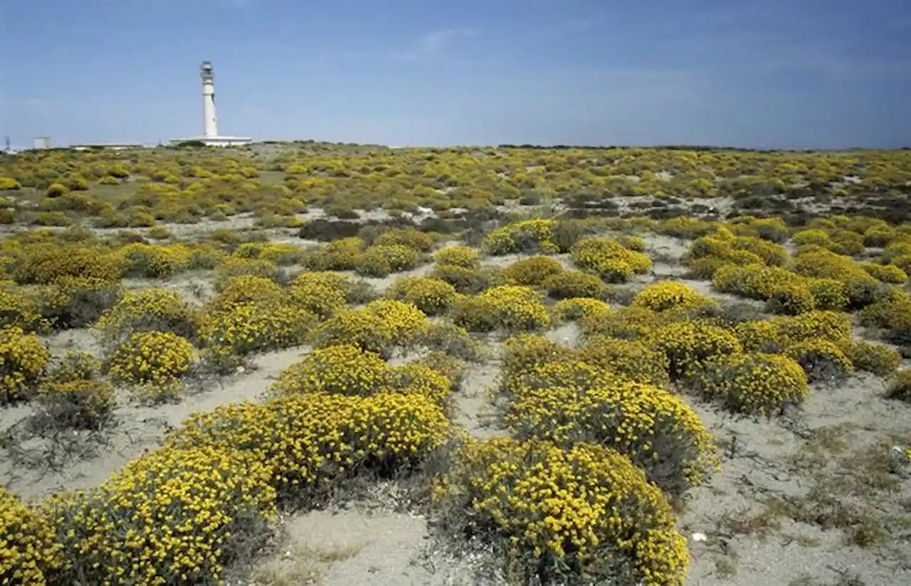 Vegetación dunar en el Parque Natural Cabo de Gata-Níjar / Foto: EP