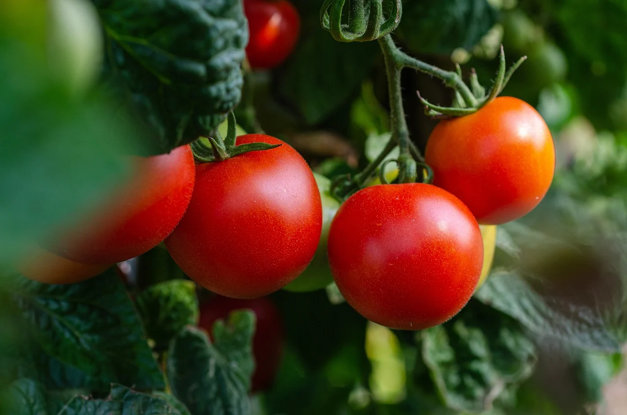 El HB es un compuesto natural bioactivo que podría ser clave para una agricultura más sostenible / Foto: PB