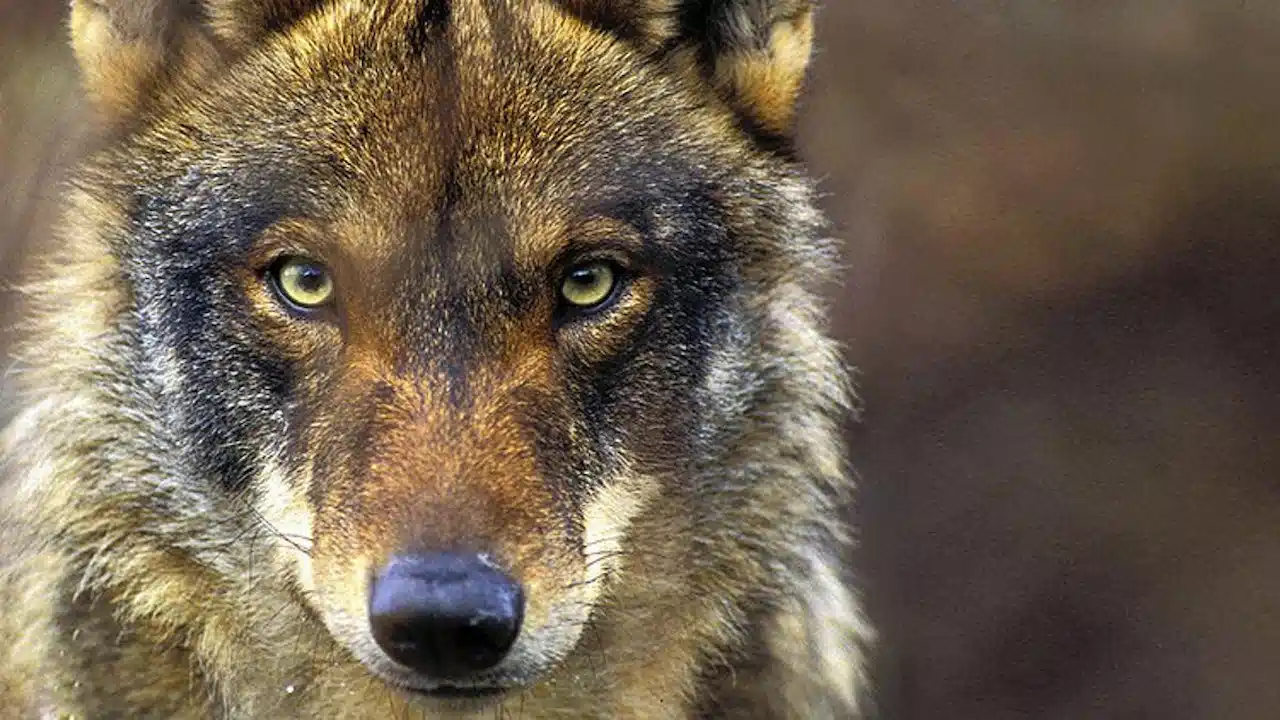 La gestión del Plan del Lobo / Foto: WWF