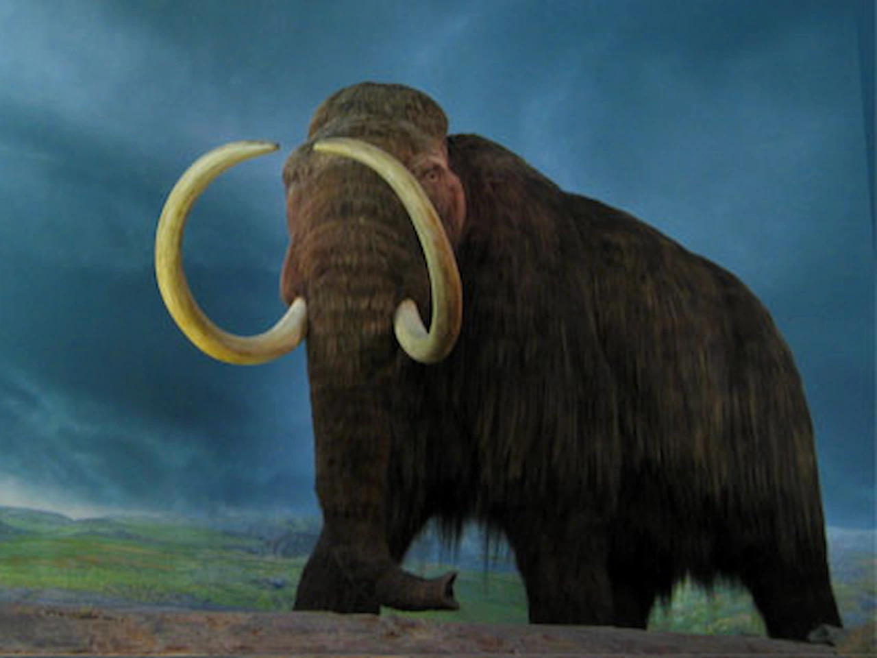 Científicas se proponen resucitar el Mamut lanudo / Imagen: Wikipedia