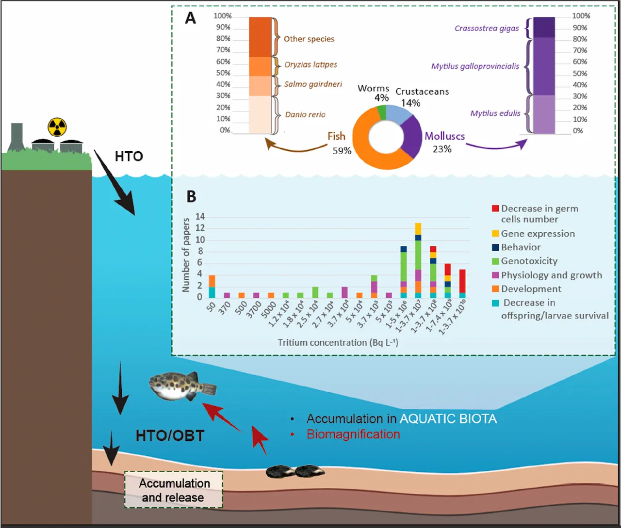 Evaluación del comportamiento del tritio (3H) en el medio acuático e impactos en la biota / Imagen: ECT