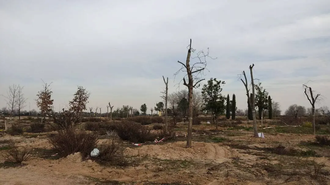 trasplante de arboles en valdebebas 1080x608