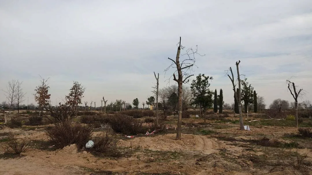 Trasplante de árboles en Valdebebas con pocas posibilidades de arraigo puesto que son árboles maduros / Foto: Ecologistas en Acción