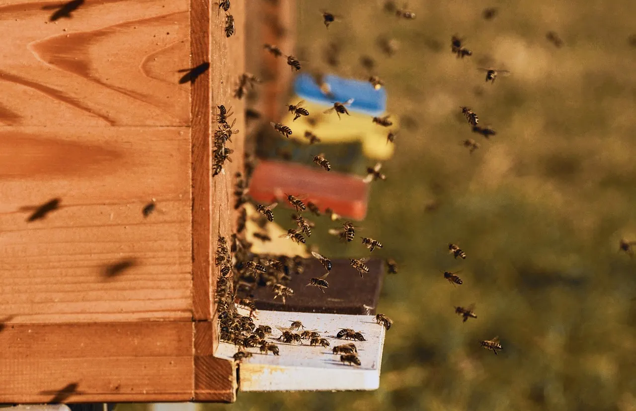 Las abejas descifrar los bailes de sus compañeras con sus antenas / Foto: PB