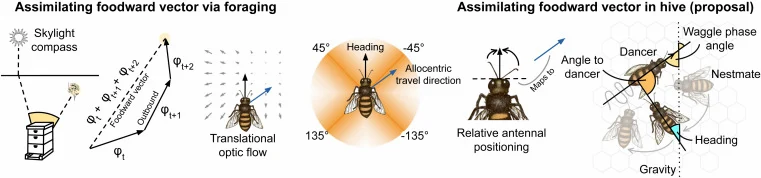 bees bees