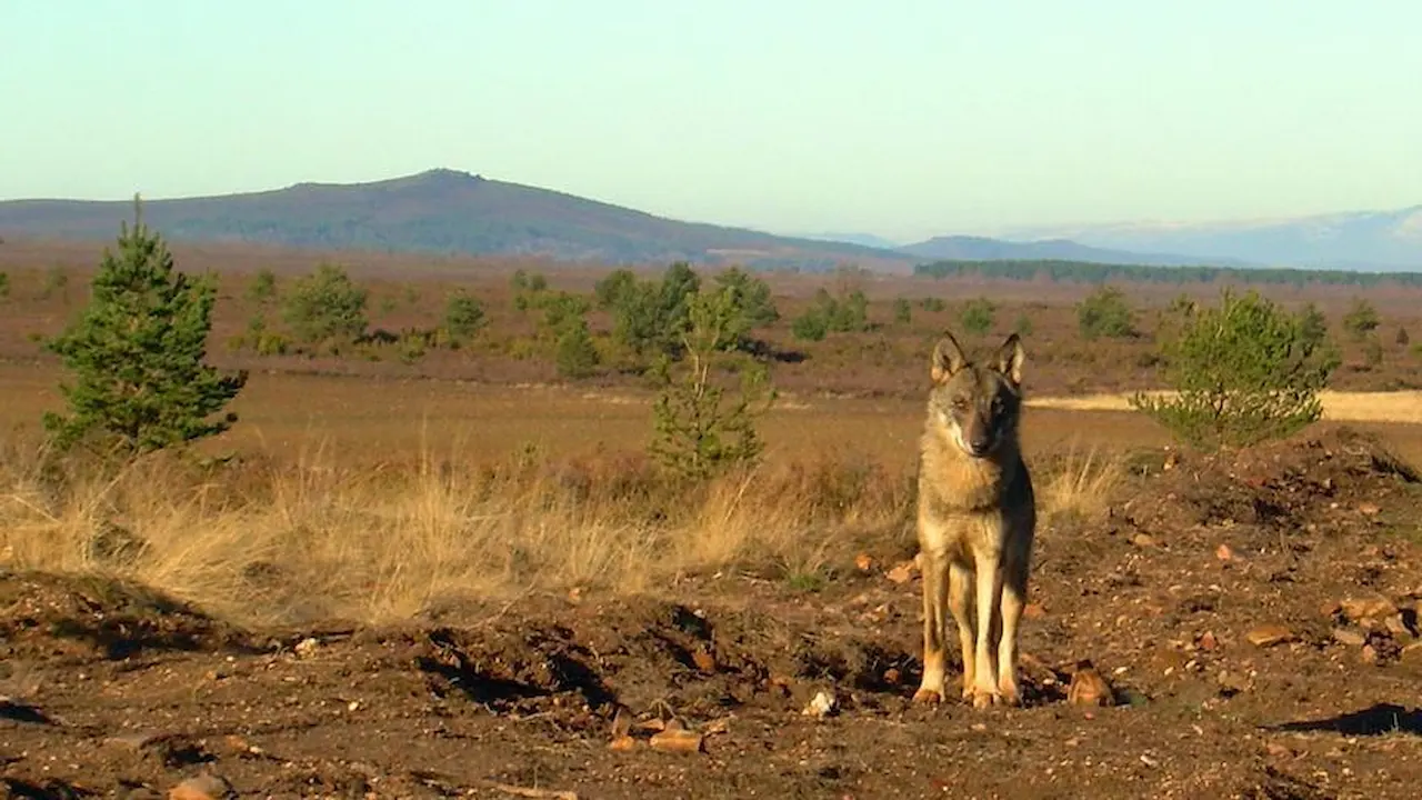 Excluir el lobo del Listado de Especies Protegidas / Foto: CSIC