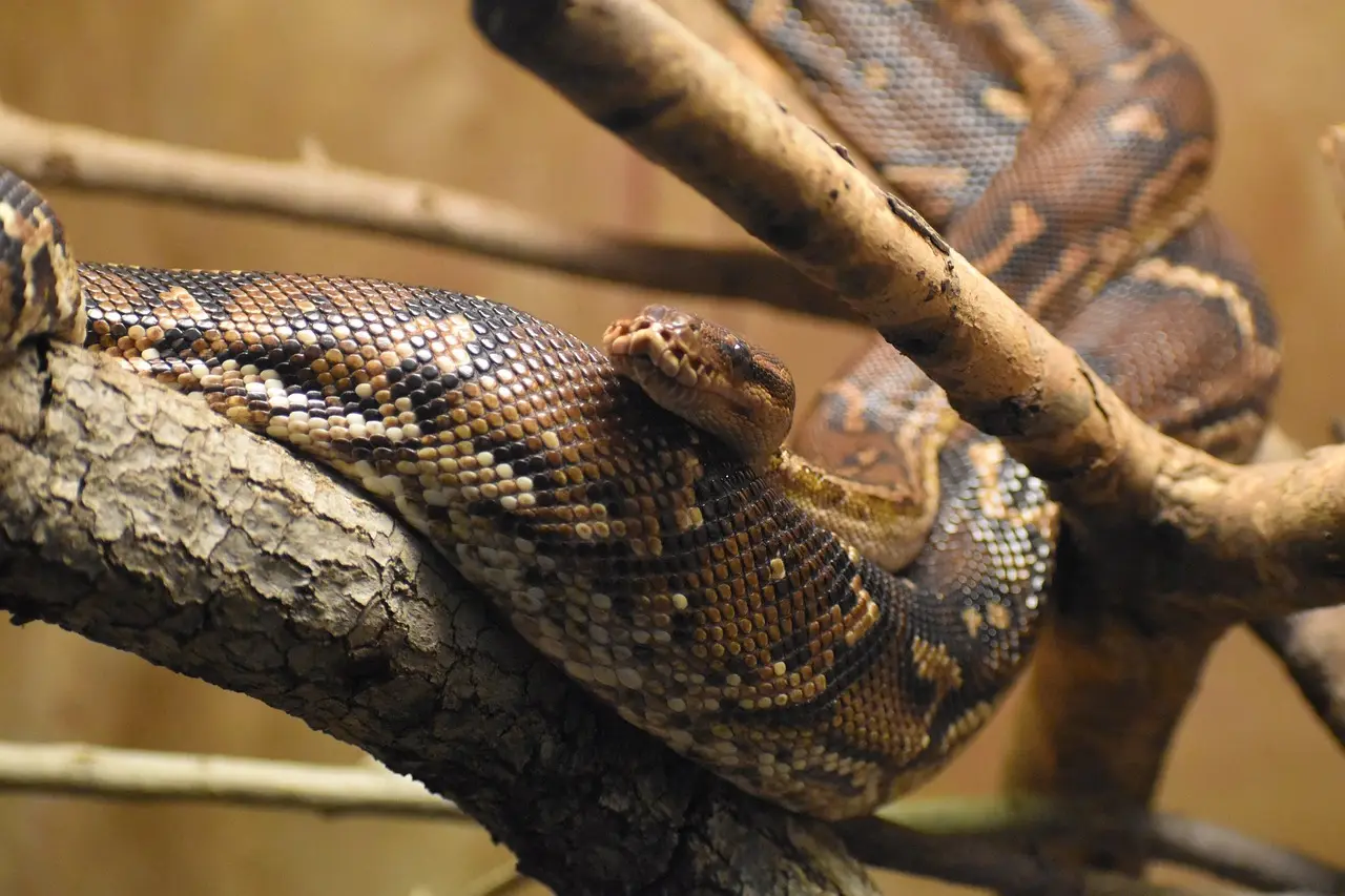 La carne de serpiente es rica en proteínas y baja en grasas saturadas / Foto: PB