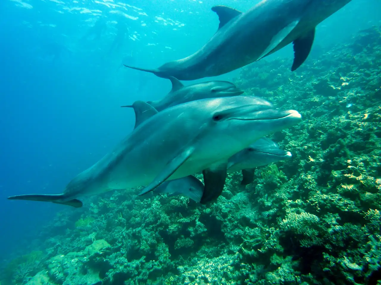 ¿Cómo se mantienen hidratados los delfines, si no beben el agua en la que nadan?