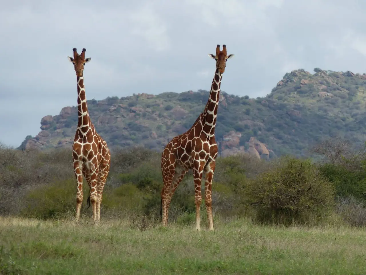 Los mamíferos machos no son más grandes que las hembras / Foto: SINC