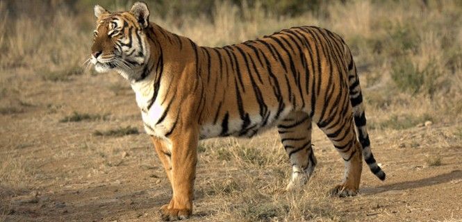 Ejemplar de de tigre ('Panthera tigris amoyensis') en la reserva sudafricana de Lahou Valley / Foto: Save China's Tigers