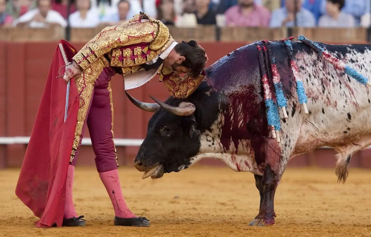 En el festejo taurino es imposible que exista bienestar animal / Foto: AnimaNaturalis