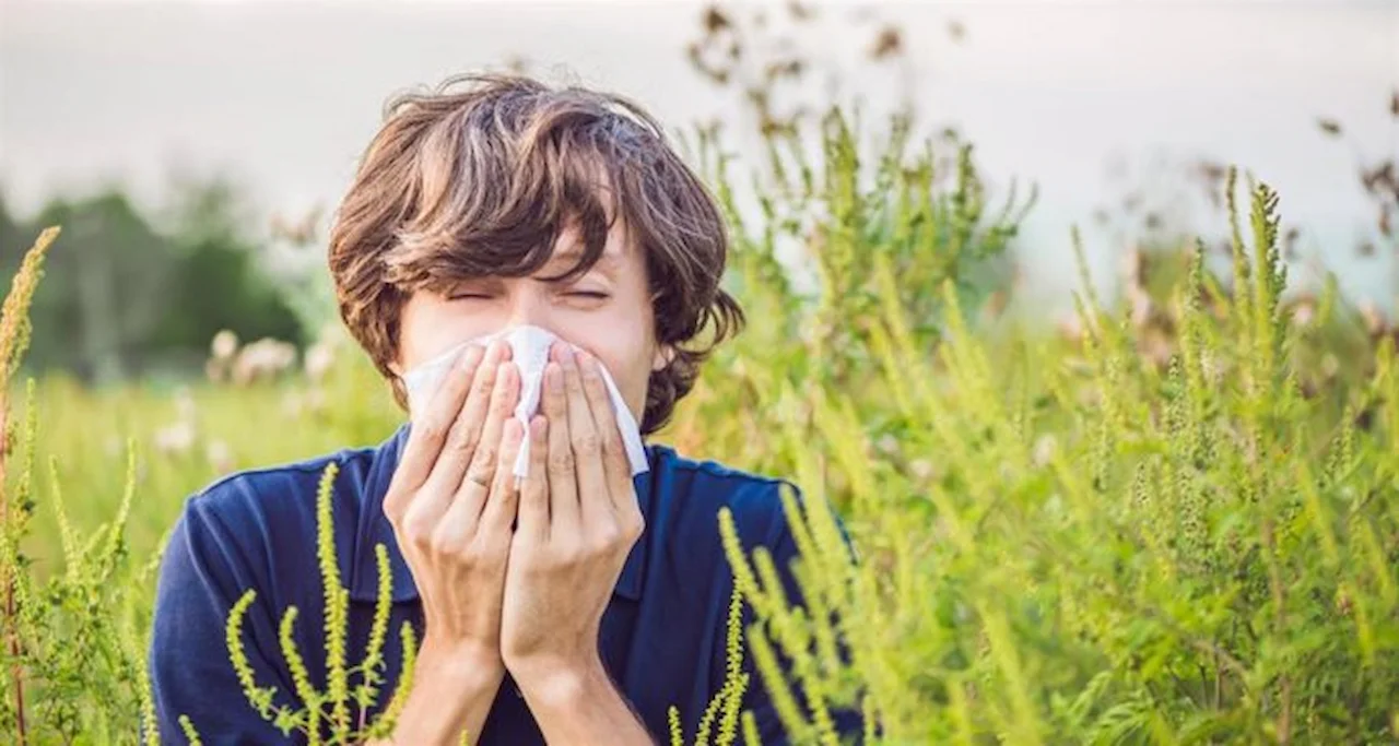 Los síntomas de la alergia van a ser más persistentes este 2024 / Foto: EP