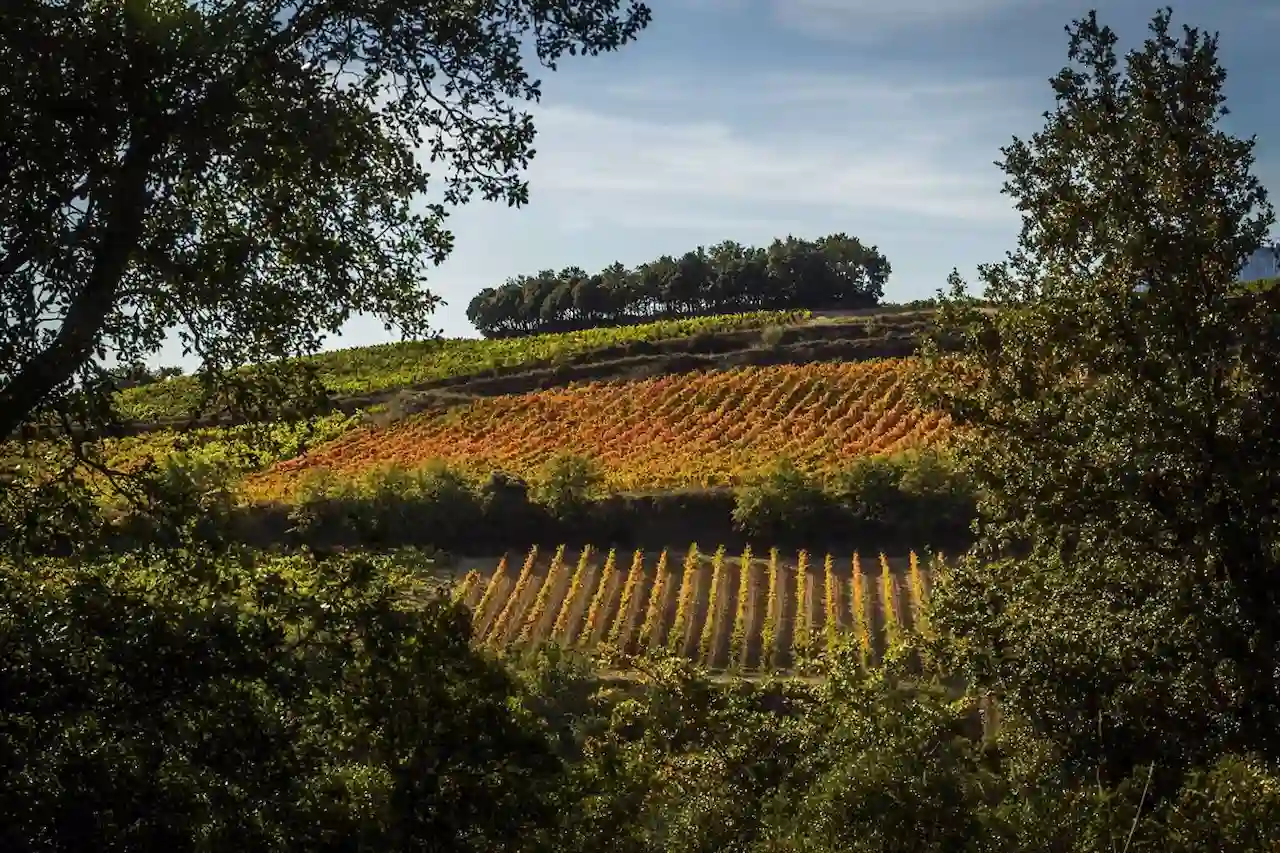 El cambio climático afectará la produccón de buen vino / Foto: EP