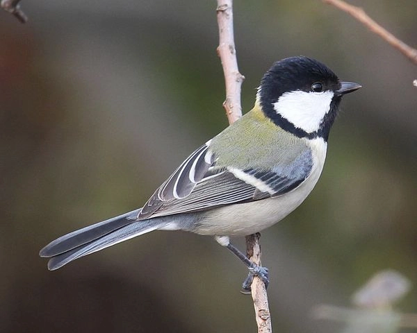 Parus minor (side s2) (1)