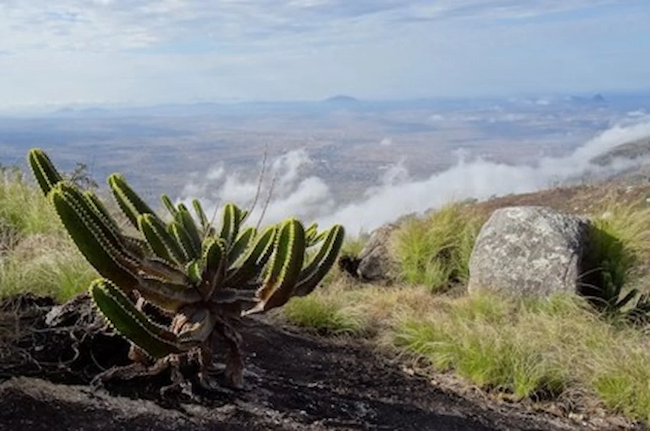 El Archipiélago Montano del Sudeste de África. 'Euphorbia mlanjeana' en Monte Ribaue, Mozambique / Foto: Tom Rulkens, CC BY-SA