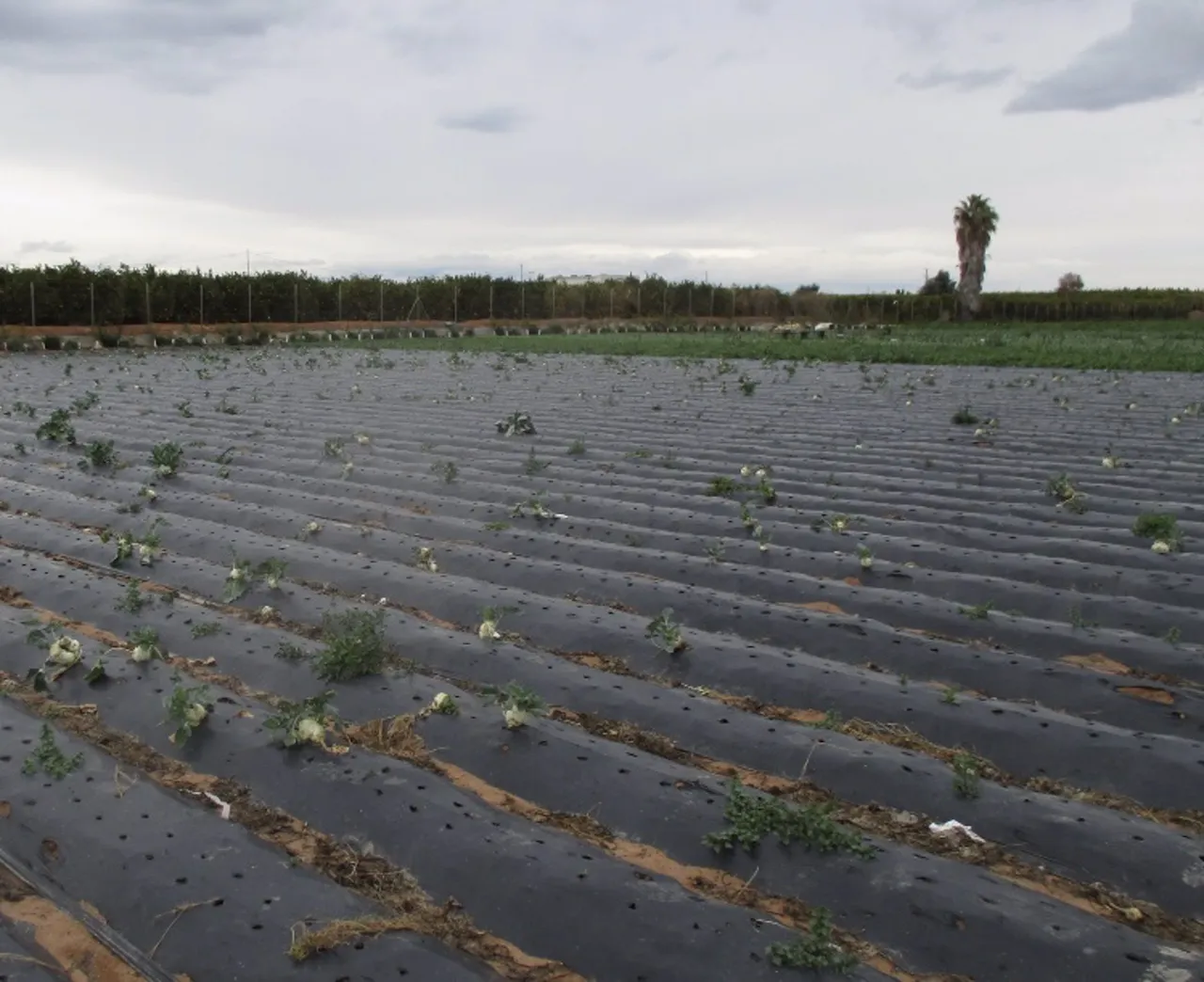 Acolchado plástico desprende microplásticos y pesticidas al degradarse / Foto: Fundación Descubre