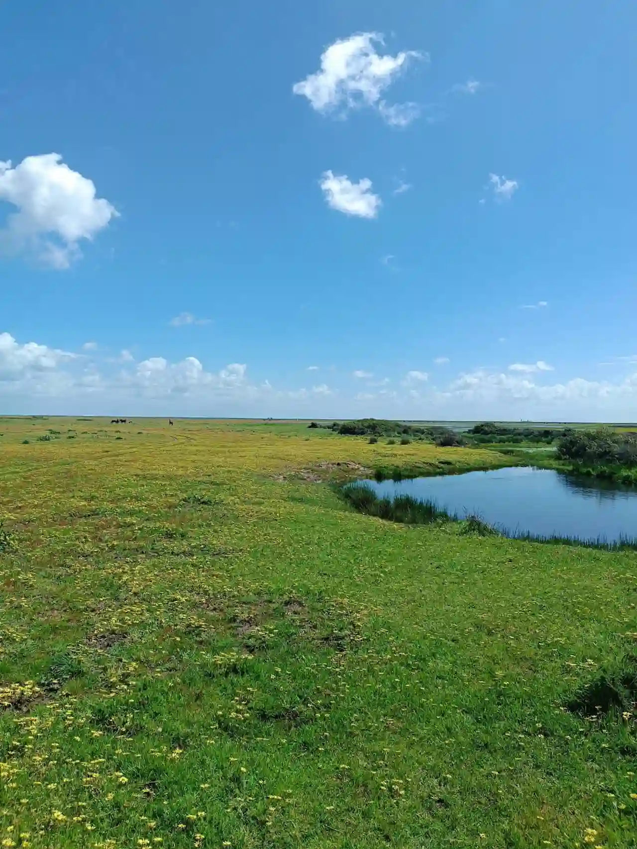 Doñana tras las lluvias de Semana Santa / Foto: Abel Valero-EBD-CSIC