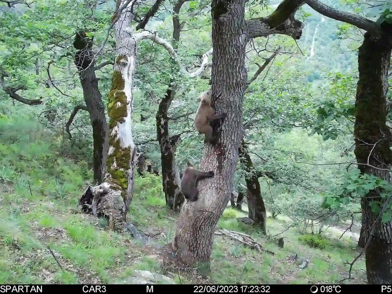 El oso pardo del Pirineo / Foto: Departament d'Acció Climàtica