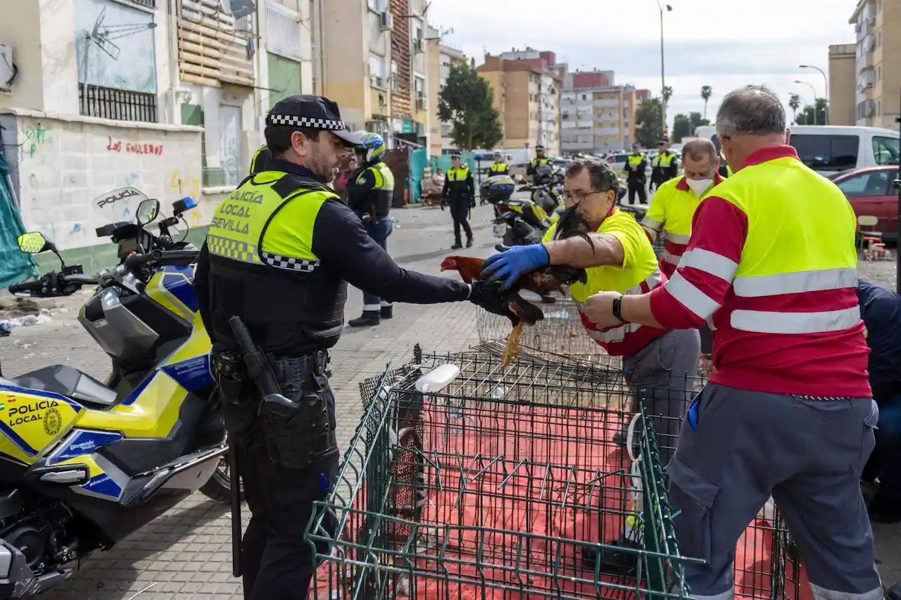 La 'Operación Pollo' decomisa 30 gallos de pelea / Foto: Ayto. de Sevilla - EP