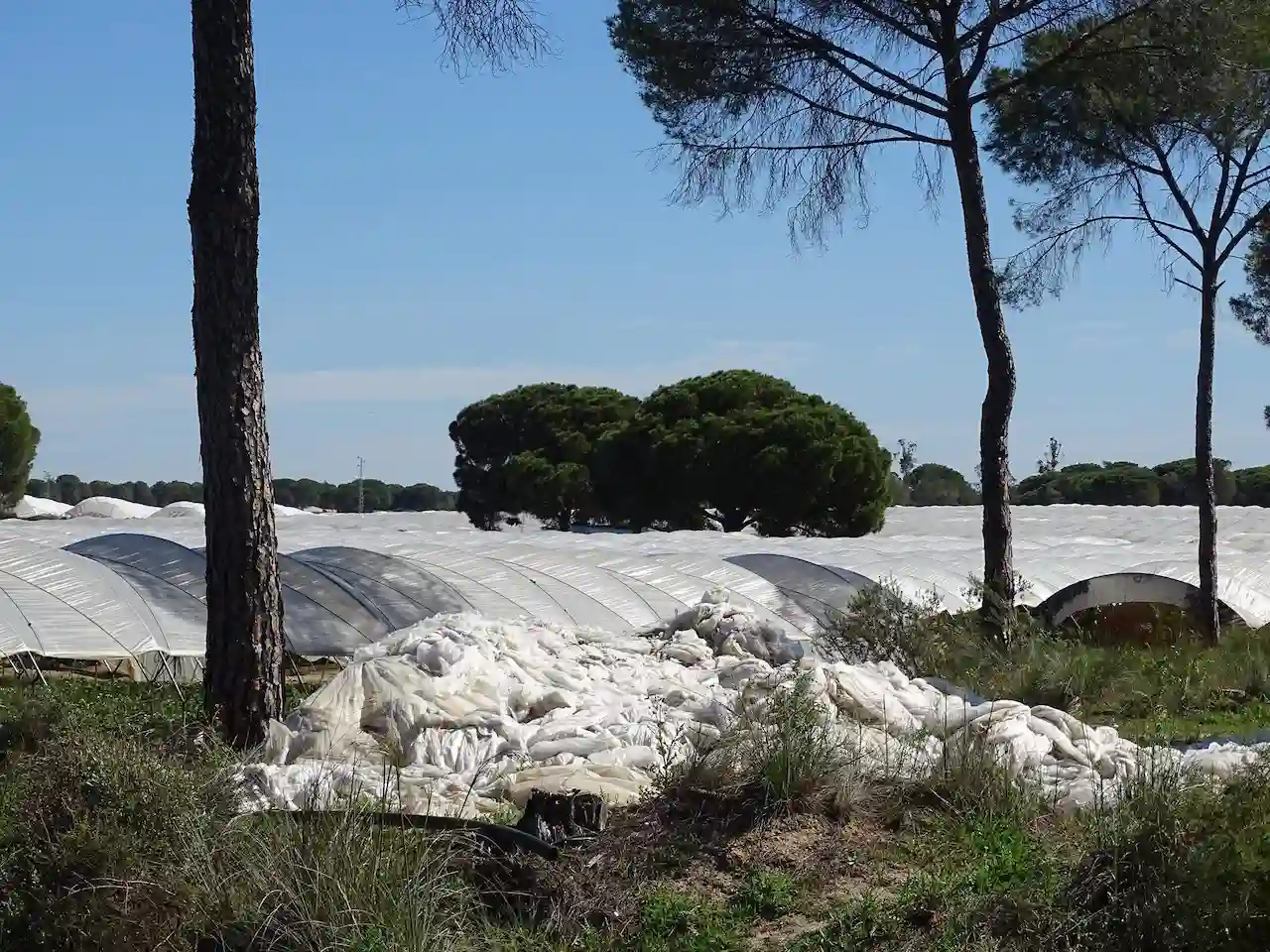 Las amenazas de la agricultura "hiperintensiva" al Mar Menor, Doñana, La Albufera y la provincia de Almería / Foto: Ecologistas en Acción